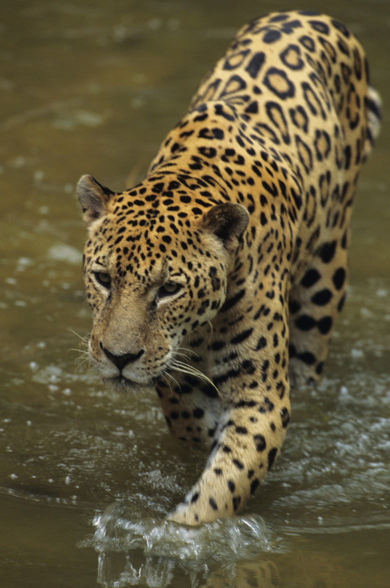 Jaguar (Panthera onca) walking through water, Brazil