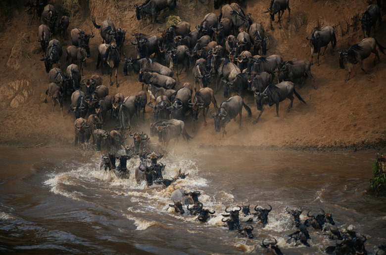 Group of wildebeest (Connochaetes taurinus) crossing mara river, Masai Mara, Kenya