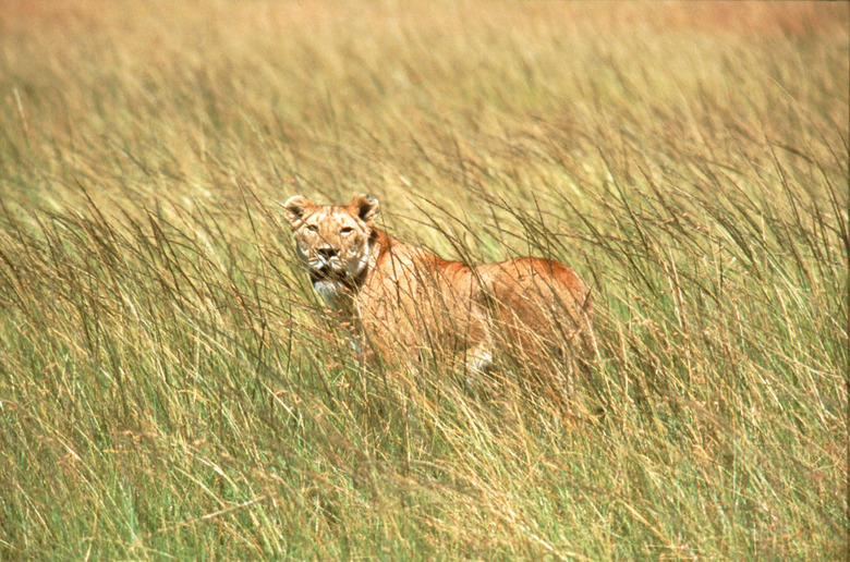 Lion in Savannah grassland (differential focus) 