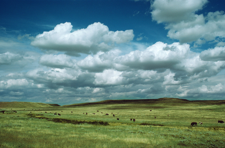 Cows grazing in open field, Alberta, Canada