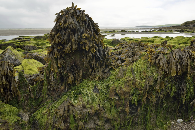 Irish stone coast