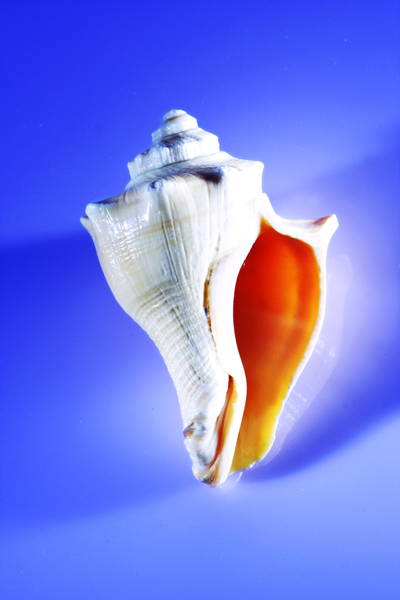 Close up shot of a sea shell