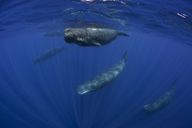 Pod of Sperm Whales off Sri Lanka