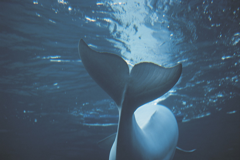 Beluga whale at New York Aquarium