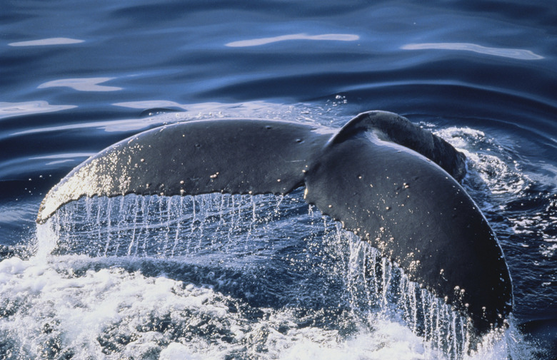 Humpback Whale's Tail Fluke