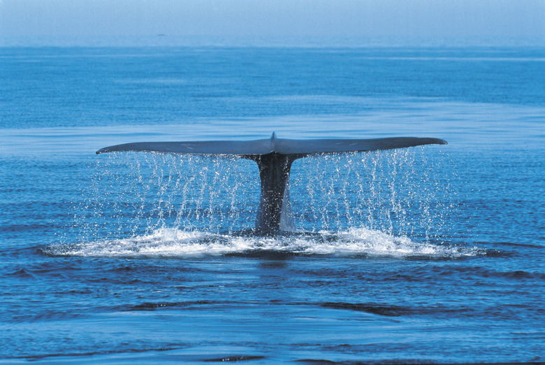 Blue Whale (Balaenoptera musculus) Mexico