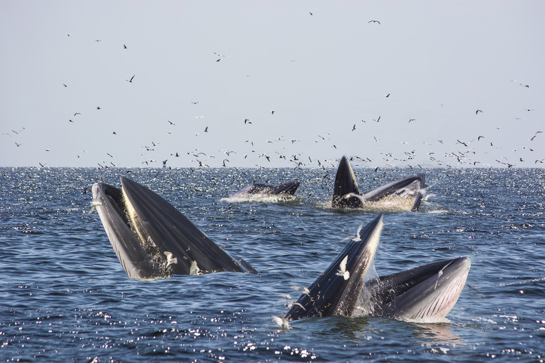 Bryde's whale feeding with seagulls eat small fish from the mouth in Thai gulf