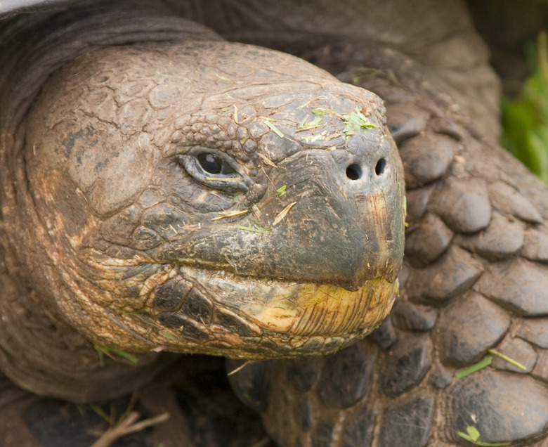 Galapagos Tortoise