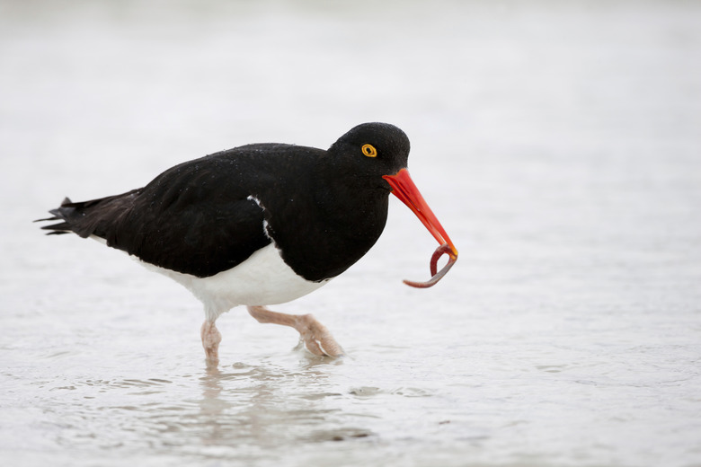 Magellanic Oystercatcher