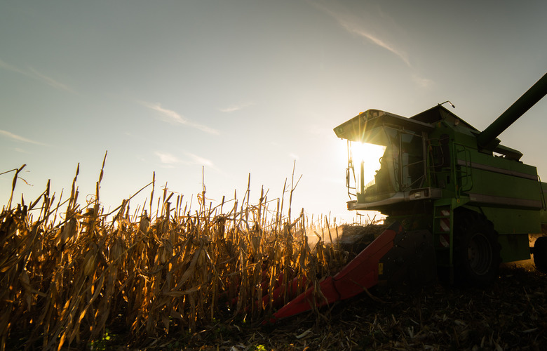 Combine Operator Harvesting Corn on the Field in sunset.