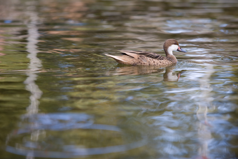 Duck swimming in water