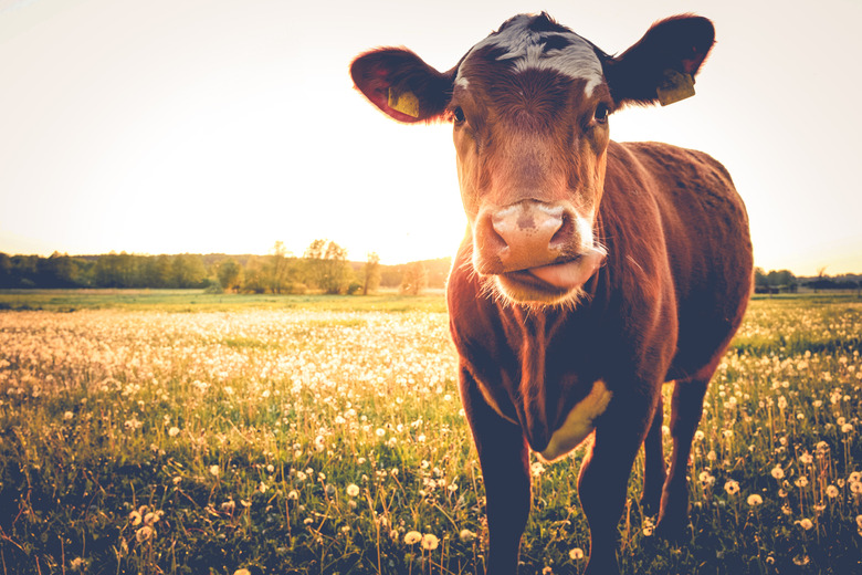 Single cow on a meadow