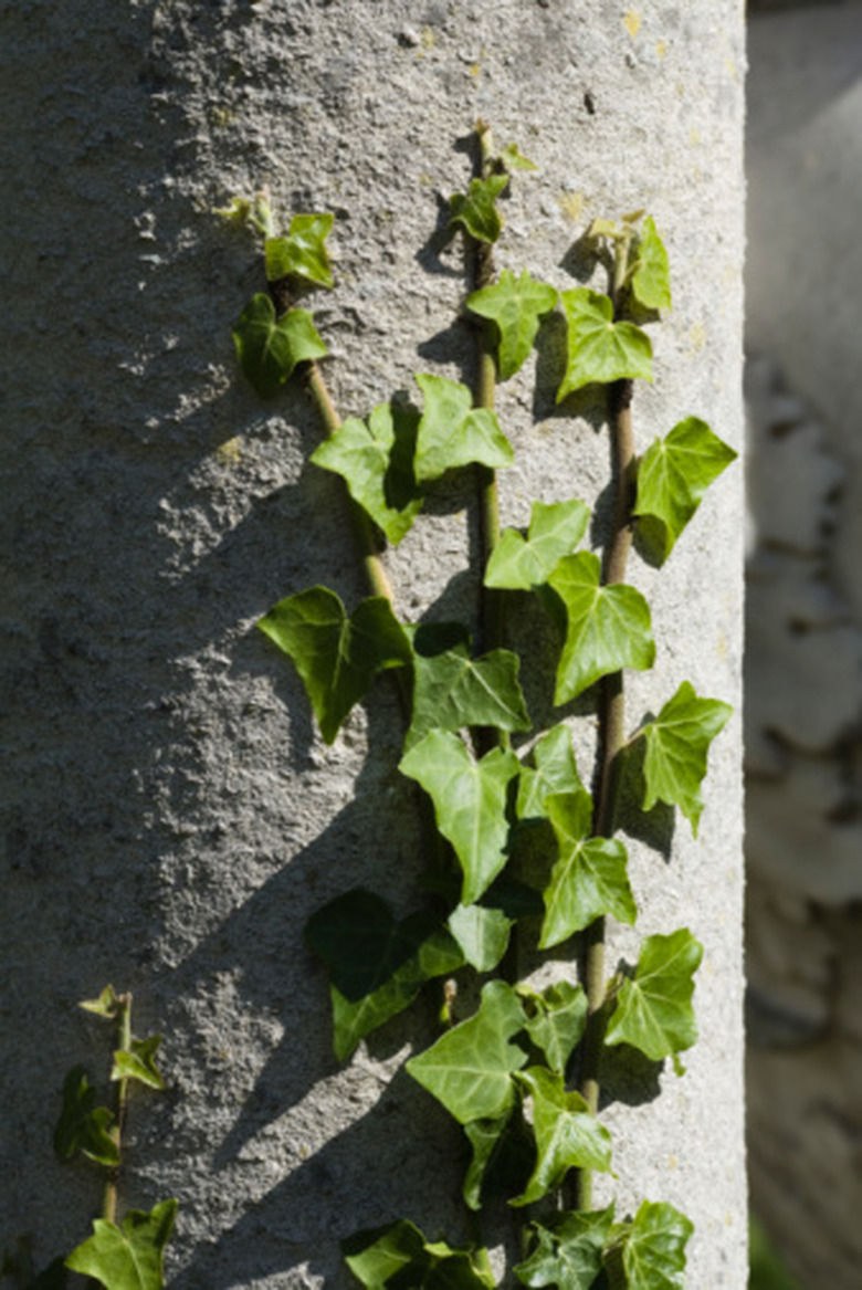 What Are the 3 Types of Leaf Arrangements?