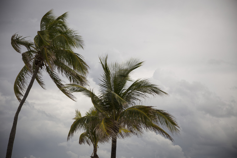 Palm Trees Before a Tropical Storm