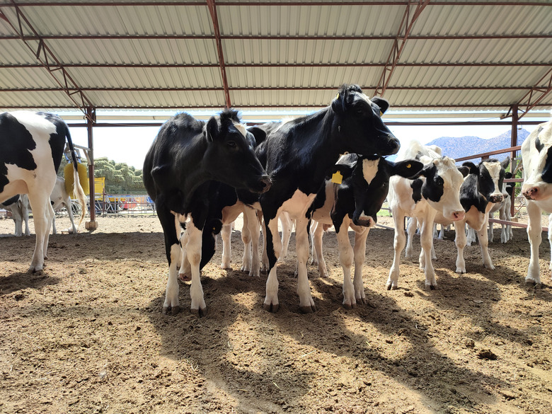 Cows in a barn