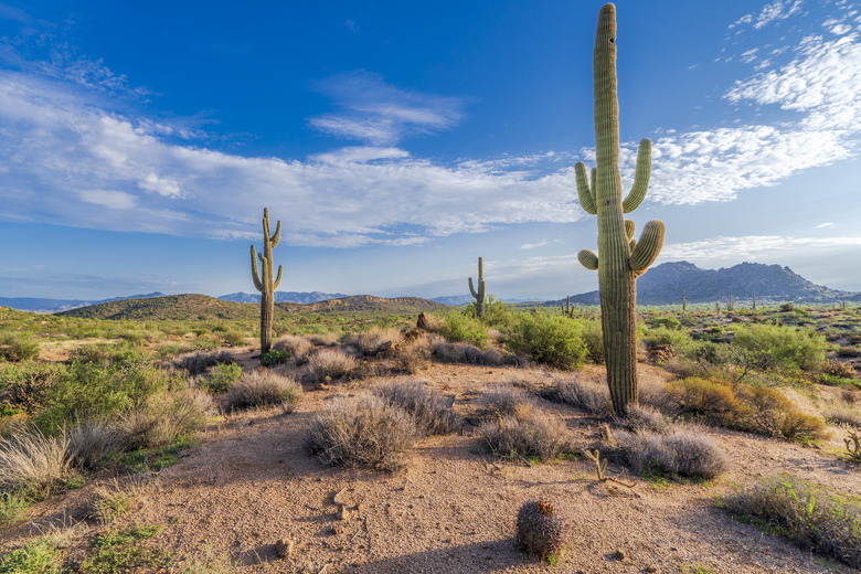 Three Saguaro cacti in the Arizona desert