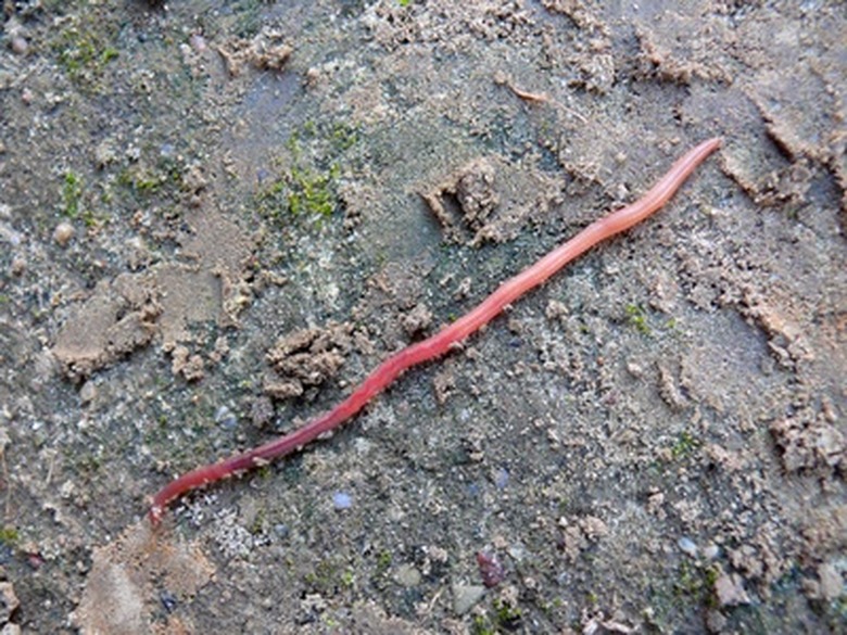 What Are the Functions of Nephridia in Earthworms?