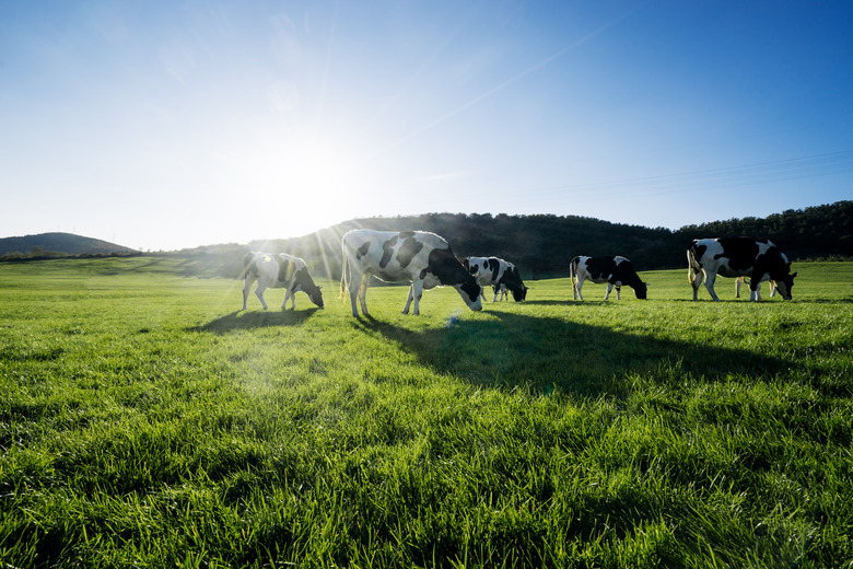 Cows at grass