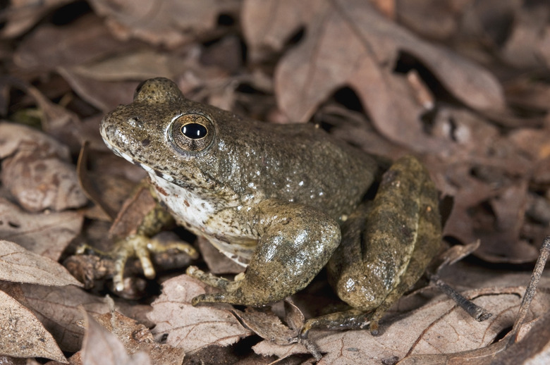 Foothill Yellow-Legged Frog