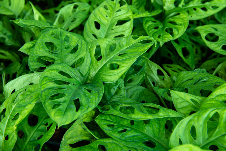 monstera obliqua plants