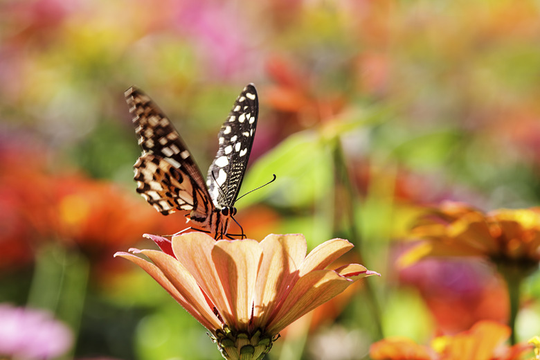 butterfly on flowers