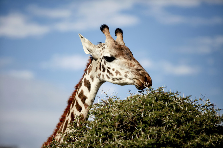 Giraffe eating