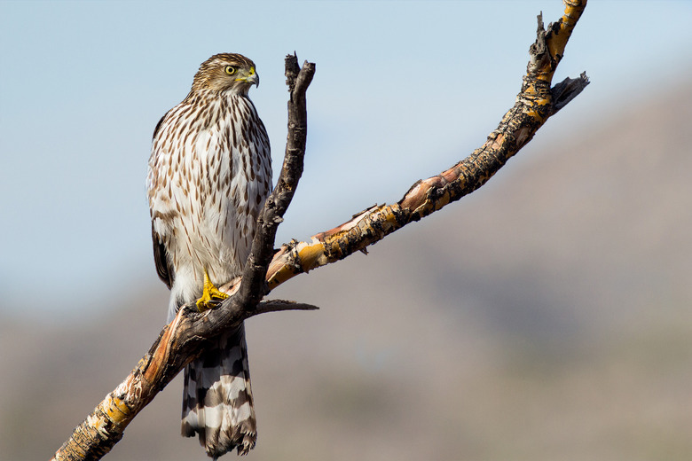 Coopers Hawk