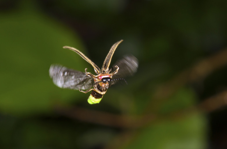 Eastern firefly (Photinus pyralis) flying