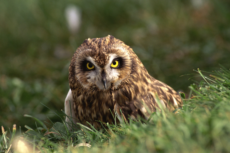 Short-Eared Owl