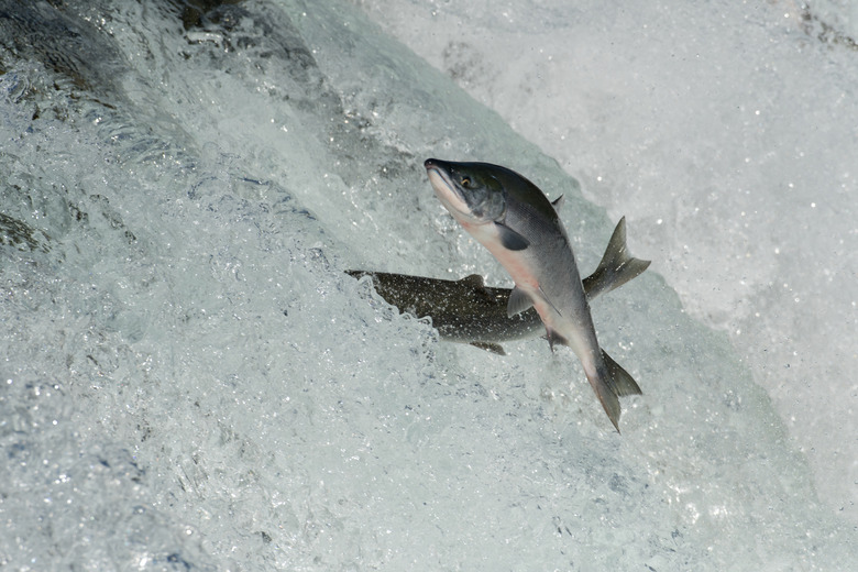 Sockeye salmon jumping