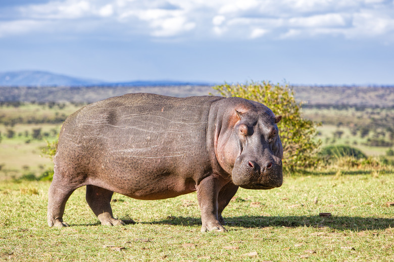 Hippopotmus walking in Masai mara game reserve, Keanya