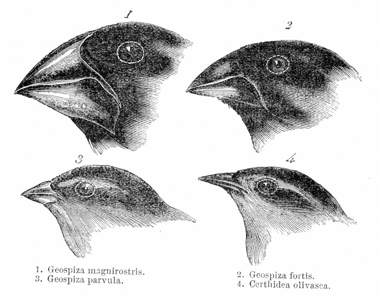 Finches observed by Charles Darwin