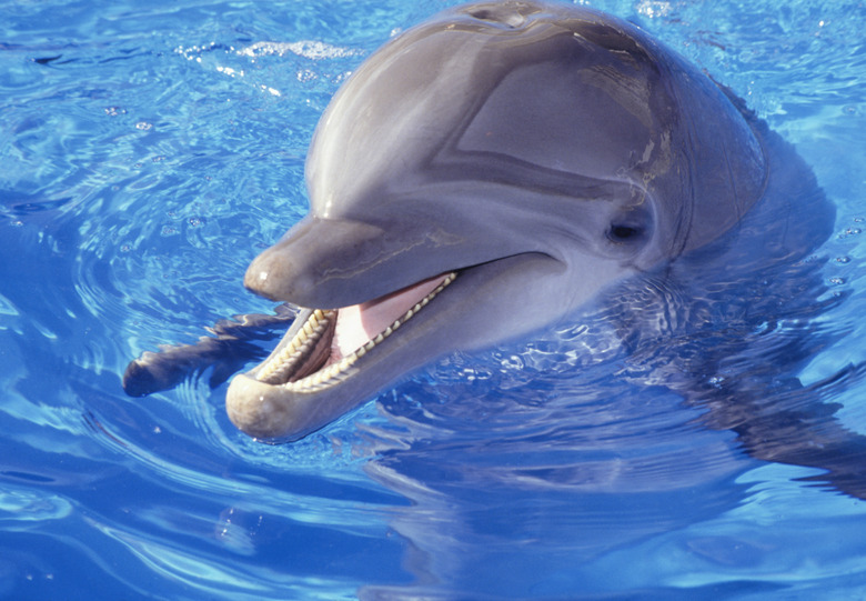 Dolphin in pool, Close-up of head