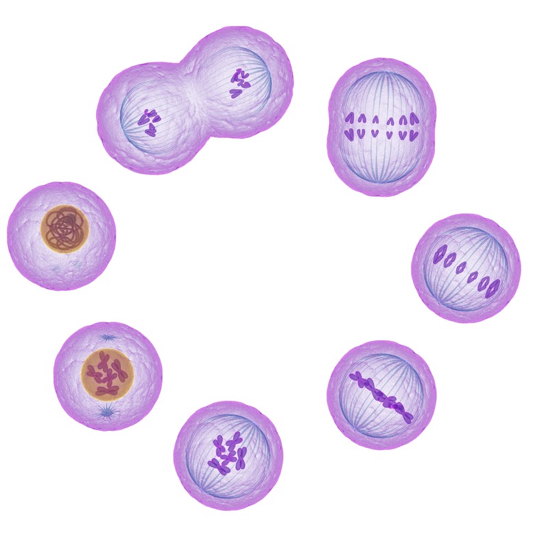 Mitosis, artwork