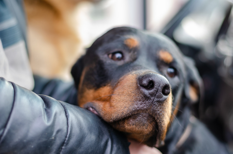 Portrait of a bred Rottweiler puppy with sad eyes.