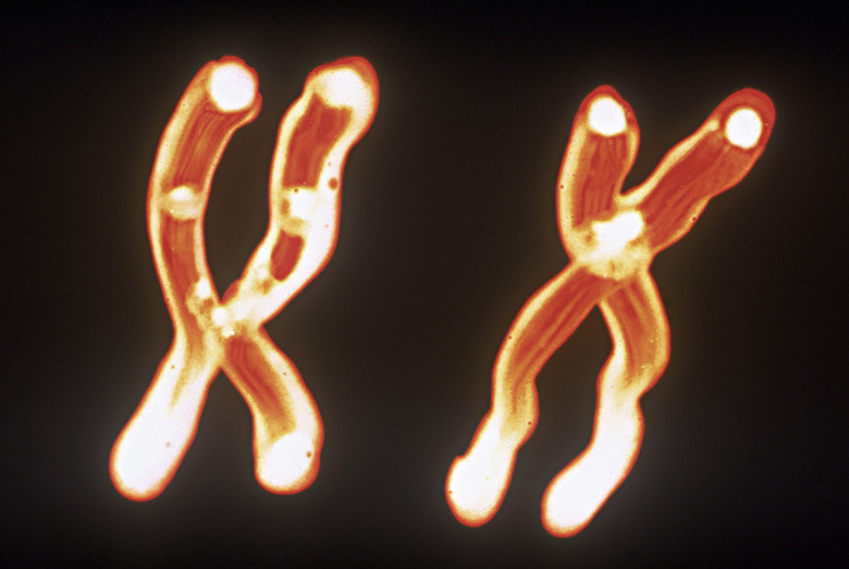 X and Y chromosomes