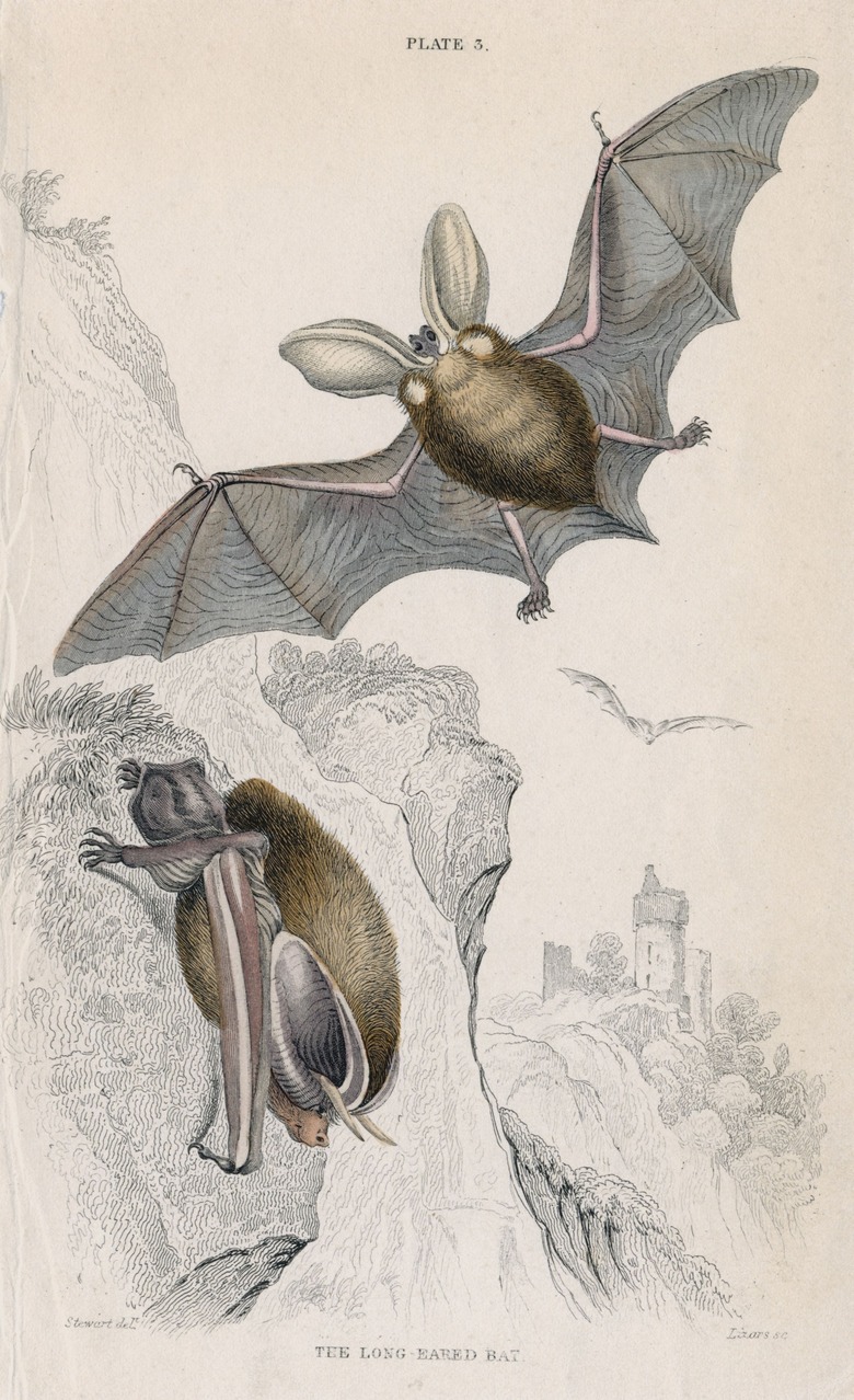 Long-eared Bat