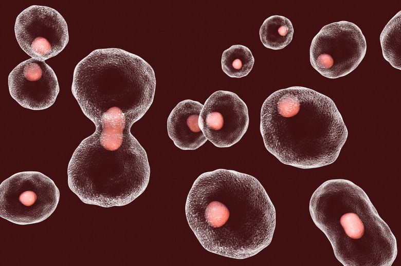 Telomere shortening, conceptual illustration