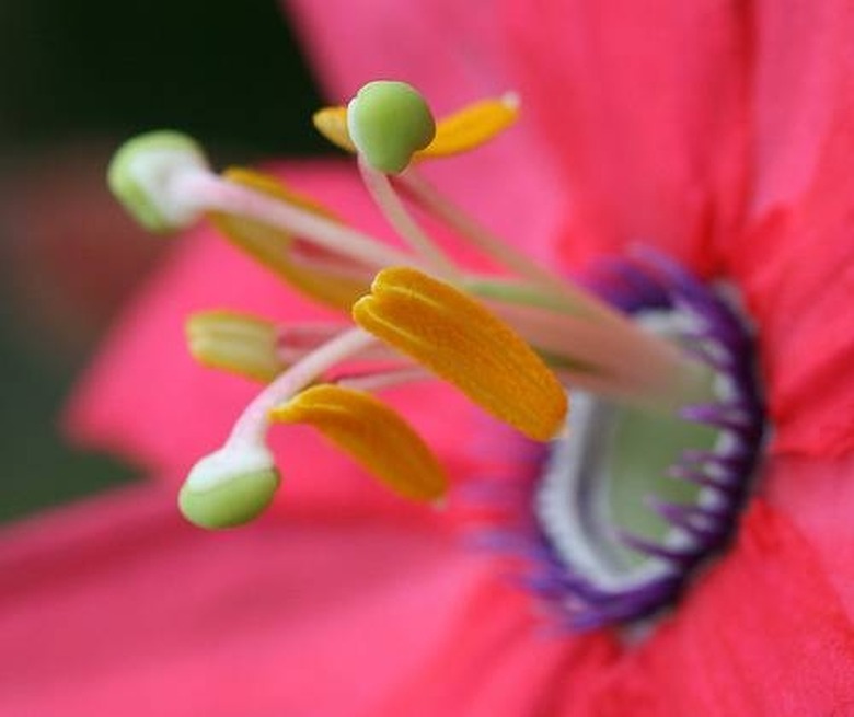 What Is Function of the Pistil in Flowers?