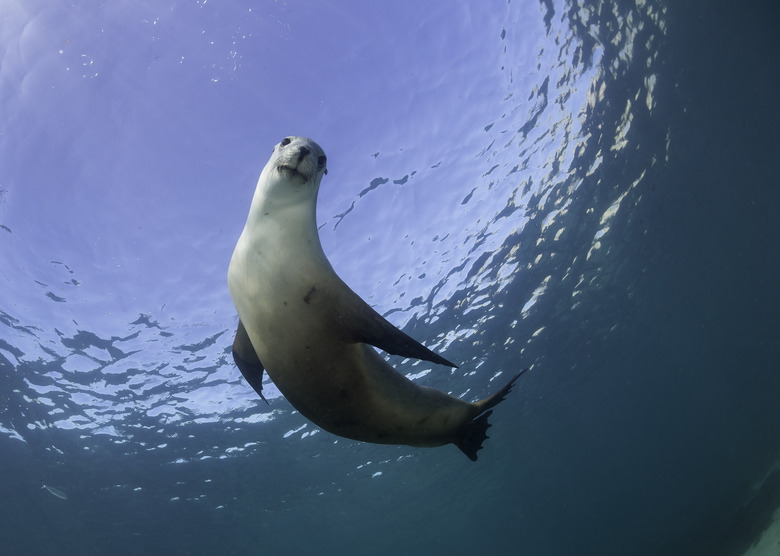 sea lion