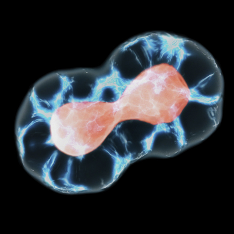 Meiosis In Telophase And Cytokinesis Stage. The Process Of Cell Division And Production Of The Reproductive Cells That Bear Unique Genetic Characteristics'n