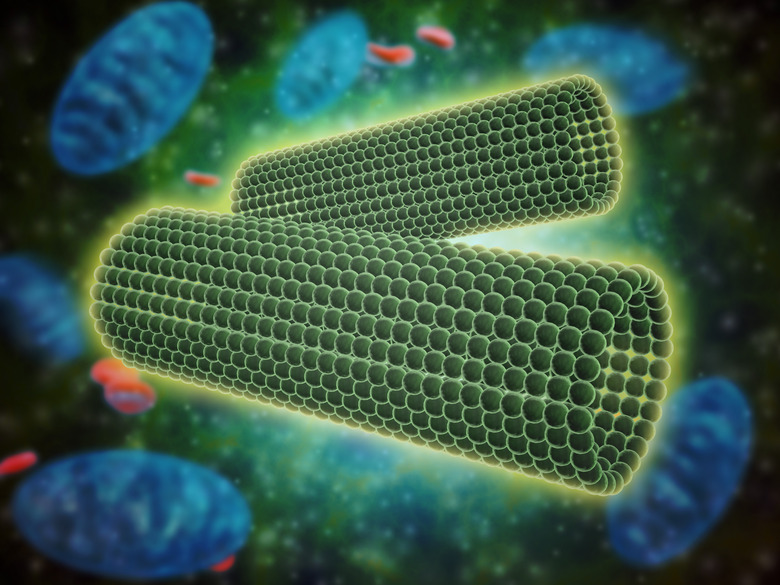 Microscopic view of barrel shaped structure of centrioles within a human cell.