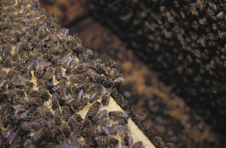 Close-up of honeybees in open hive