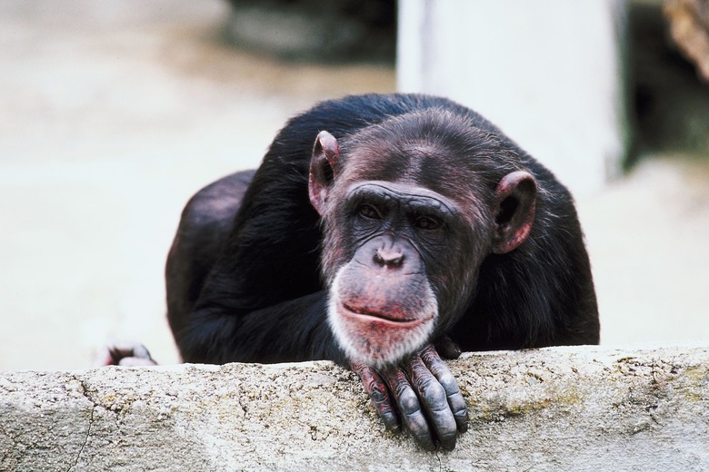 Chimpanzee