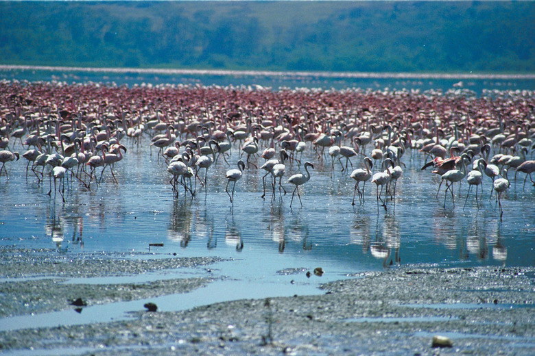 Flamingos in lake , Kenya