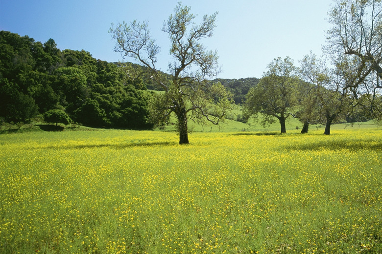 USA, California, Cambria, Highway 1, Trees in a field