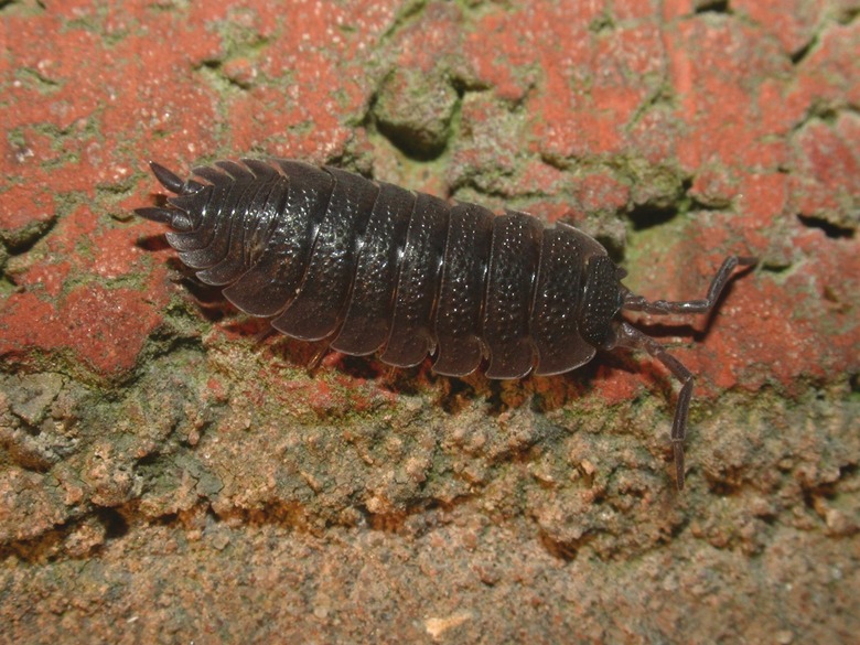 Woodlouse (Porcellio scaber) 01