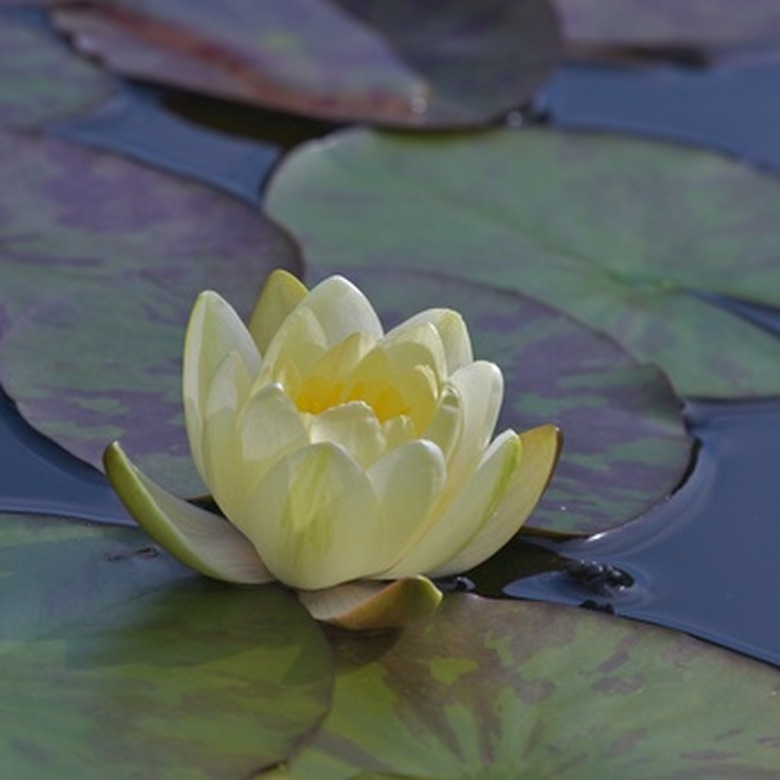 What Is the Habitat of Water Lilies?