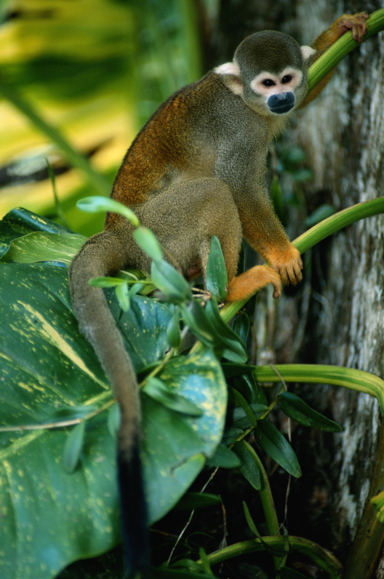 Squirrel monkey (Saimiri oerstedi) sitting, close up, South America