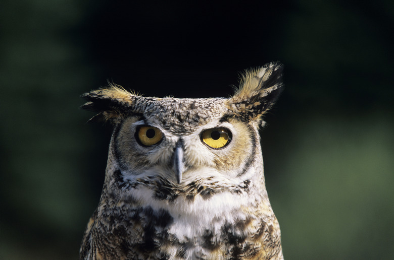 Great horned owl (Bubo virginianus), front view headshot, North America